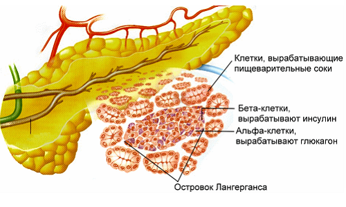 Эндокринная функция железы заключается в выработке островками Лангерганса инсулина, глюкагона, соматостатина и панкреатического полипептида