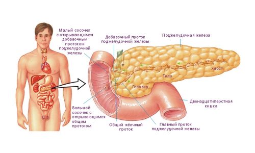 Поджелудочная железа вырабатывает несколько гормонов и больше 20 ферментов, влияющих на жизнедеятельность человека