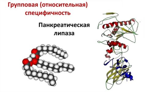 Панкреатическая липаза обладает важным диагностическим значением - ее содержание в крови повышается при возникновении панкреатита