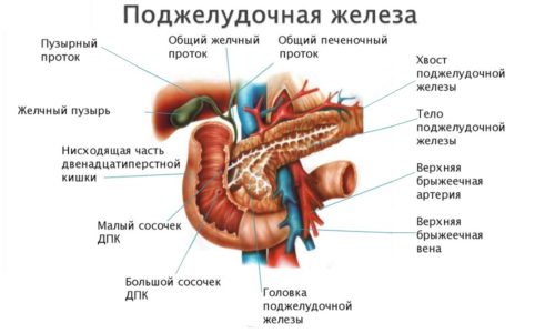 Для обеспечения процесса пищеварения поджелудочная железа вырабатывает и выбрасывает в двенадцатиперстную кишку жидкий панкреатический секрет