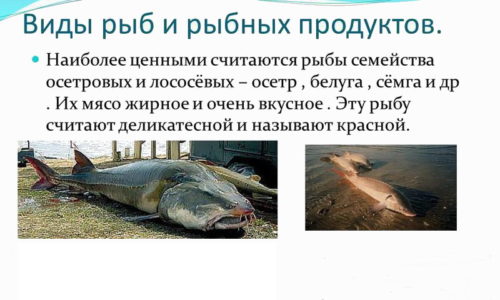 Главное правило диетического питания - не употреблять рыбу с жирностью выше 8%.Таких видов немного, но среди них встречаются распространенные представители: сайра, вобла, семга, форель и т. д