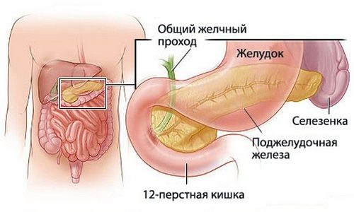 Существует мнение, что жизнь без поджелудочной железы (ПЖ) невозможна, так как этот орган имеет важнейшее значение в функционировании организма