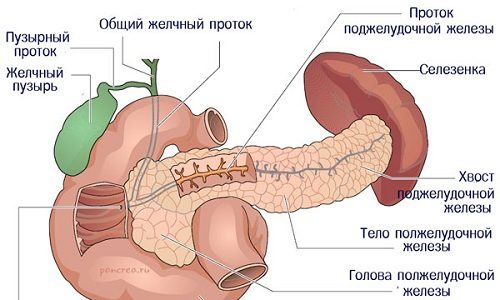 В главный канал железы по всей его длине вливаются мелкие выводящие протоки, количество которых разнится в зависимости от индивидуальных особенностей