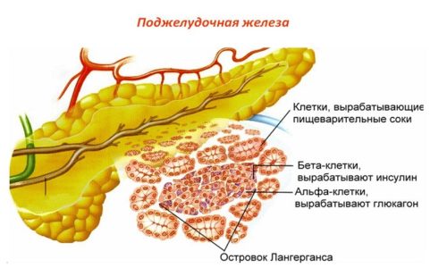 Инсулин синтезируется В-клетками островков Лангерганса и содержит в составе 51 аминокислоту. Благодаря этому компоненту происходит регуляция метаболизма углеводов и уровня глюкозы в организме